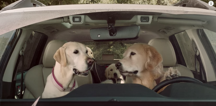 Subaru Goes to The Dogs In Witty New Campaign - B&T